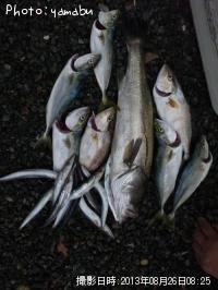 ¥·¥ç¥´¡¦¥ï¥«¥·