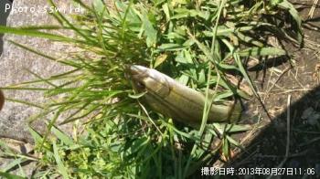 �֥�å��Х�