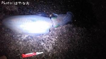 �����ꥤ��