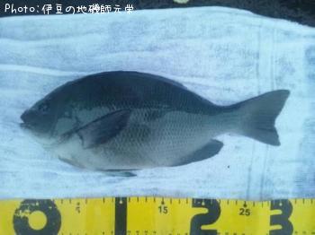 �����᥸��