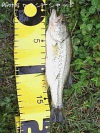 �֥�å��Х�