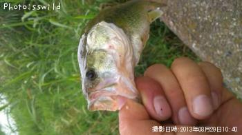 ¥Ö¥é¥Ã¥¯¥Ð¥¹