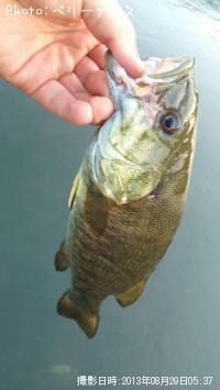 ���⡼��ޥ����Х�