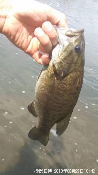 ���⡼��ޥ����Х�