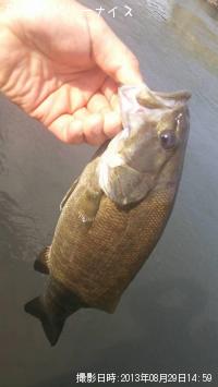 ���⡼��ޥ����Х�