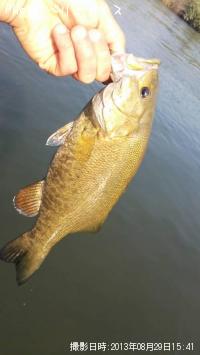 ���⡼��ޥ����Х�