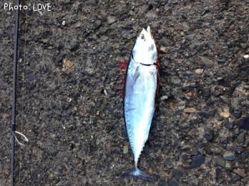 ���������ĥ�