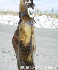 �����ꥤ��