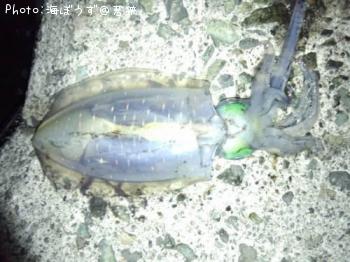 �����ꥤ��