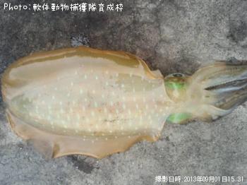 ¥¢¥ª¥ê¥¤¥«