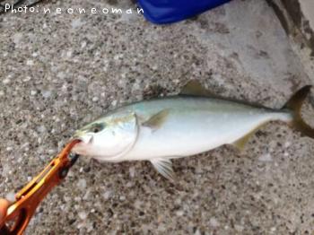 �參�����