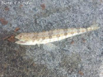 �ޥ��饨��