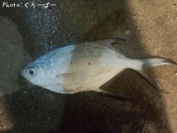 ¥³¥Ð¥ó¥¢¥¸