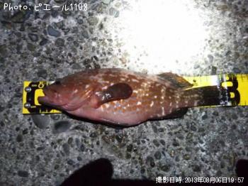 �����ϥ�