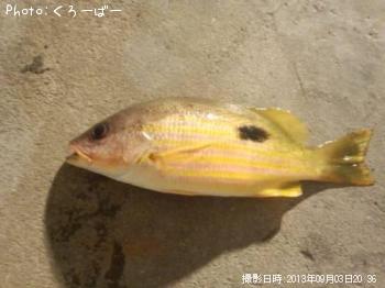 ¥ä¥Þ¥È¥Ó¡¼