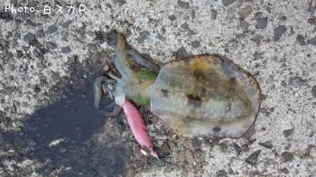 �����ꥤ��