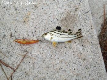 ²¿¤Æµû¤Ç¤¹¤«