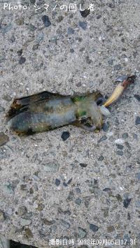 �����ꥤ��