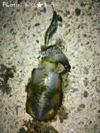 �����ꥤ��