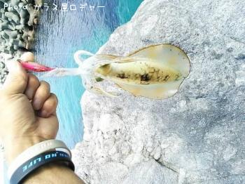 ¥¢¥ª¥ê¥¤¥«