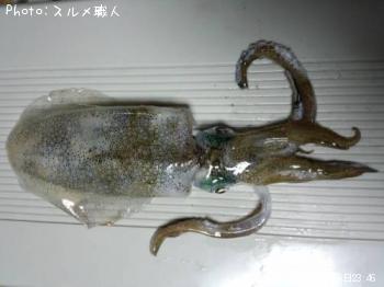 �����ꥤ��