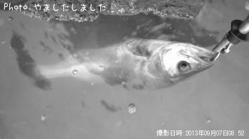 �����Х�