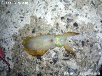 �����ꥤ��