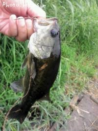 ¥Ö¥é¥Ã¥¯¥Ð¥¹