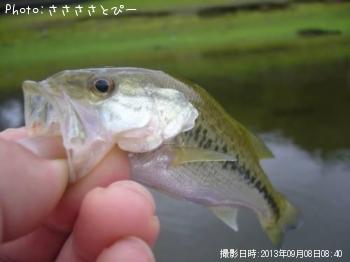 �֥�å��Х�������