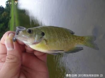 �֥�å��Х�������