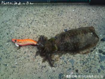 �����ꥤ��