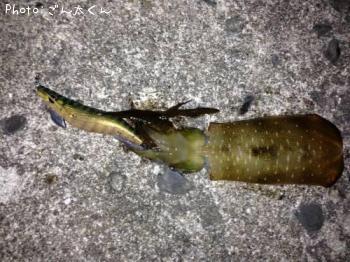 ¥¢¥ª¥ê¥¤¥«