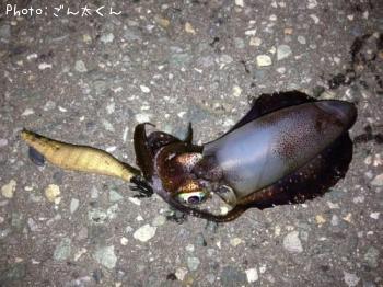 ¥¢¥ª¥ê¥¤¥«