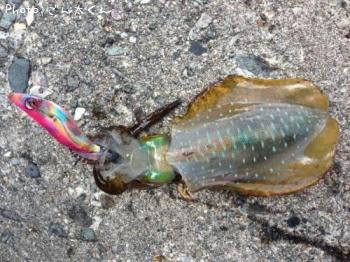 ¥¢¥ª¥ê¥¤¥«