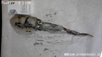 �����ꥤ��