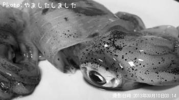 �����ꥤ��