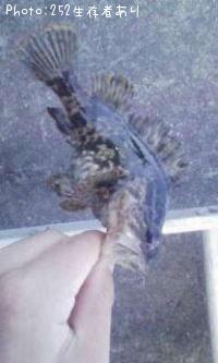 �����Υ���Х�