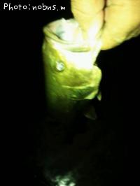 ¥Ö¥é¥Ã¥¯¥Ð¥¹