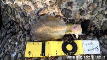 ¥¢¥ª¥ê¥¤¥«