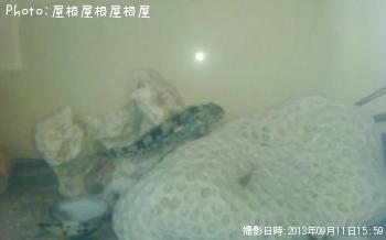 �����ϥ�