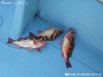 ������Х�