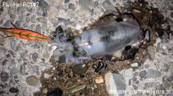 �����ꥤ��