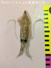 ���󥵥�����