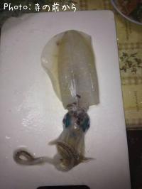 ¥¢¥ª¥ê¥¤¥«