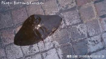 �ĥХ�������