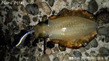 �����ꥤ��