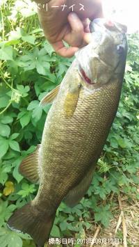 ���⡼��ޥ����Х�