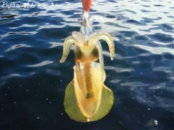 �����ꥤ��