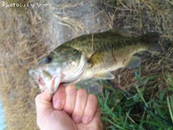 �֥�å��Х�