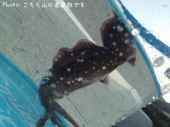 �����ꥤ��